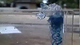 Glaucus atlanticus feeding [upl. by Anhaj]