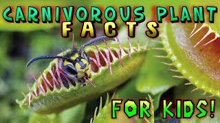 Carnivorous Plant Facts for Kids [upl. by Bevash888]