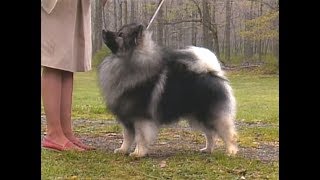 Keeshond  Wolfspitz  AKC dog breed series [upl. by Atteuqahs]