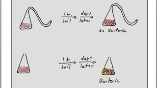 Pasteur on spontaneous generation [upl. by Onitram]