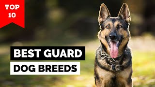 Top 10 Best Guard Dog Breeds in the World [upl. by Naitirb]