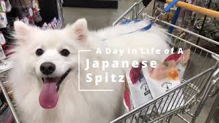 A day in life of a Japanese Spitz [upl. by Allimac]