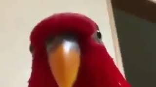 wewewewewewewe red bird meme [upl. by Parnas420]