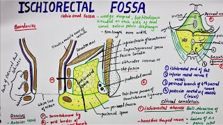 Ischiorectal Fossa  Ischioanal Fossa [upl. by Ballard392]