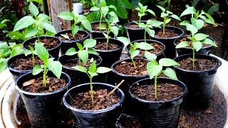 How to grow bell pepper from seed to seedling [upl. by Ayaladnot155]