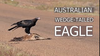 Wedge Tailed Eagle Aquila audax Clip 2 Australian Bird Media [upl. by Cony252]