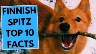 Finnish Spitz  TOP 10 Interesting Facts [upl. by Jae]