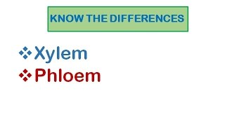 Plant Transport  Xylem and Phloem [upl. by Risa]