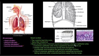 Grade 11 Life Sciences Gaseous Exchange [upl. by Weihs856]