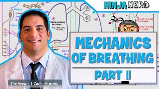 Respiratory  Mechanics of Breathing Inspiration  Part 2 [upl. by Ellingston]