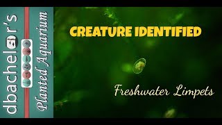 CREATURE IDENTIFIED Freshwater Limpets  Black Water Update [upl. by Llenrev843]