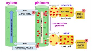 Types of Plant Tissues [upl. by Bigford]