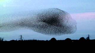 Gretna Green Starling Murmurations [upl. by Bisset]