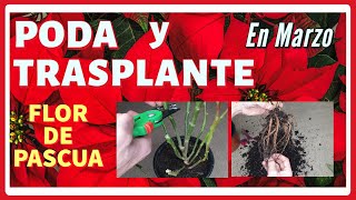 💡 Como PODAR y TRASPLANTAR tu POINSETTIA en Marzo ✂️ Flor de Pascua Aprovechamos para ABONAR [upl. by Lednam]