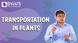 Transportation In Plants Absorption and Diffusion [upl. by Analiese]