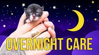 Tips for Overnight Kitten Care [upl. by Nitnilc]