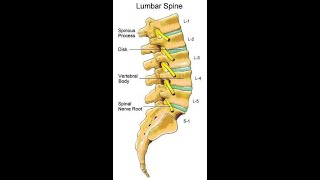 Two Minutes of Anatomy Lumbar Spine [upl. by Springer755]