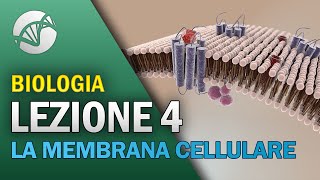 BIOLOGIA  Lezione 4  La Membrana Cellulare [upl. by Genvieve210]