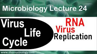 What We Mean By Positive amp Negative RNA Viruses [upl. by Mabel]