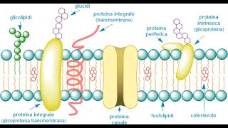 Membrana cellulare  struttura e funzioni [upl. by Ballinger664]