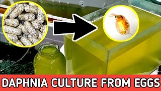 HOW TO HATCH DAPHNIA EGGS  HOW TO CULTURE DAPHNIA [upl. by Grati208]