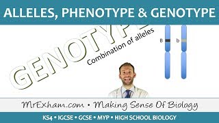 Alleles phenotype and genotype  GCSE Biology 91 [upl. by Malchus931]