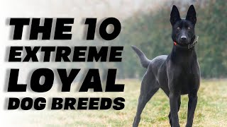 The 10 Extreme Loyal Dog Breeds [upl. by Suzann33]