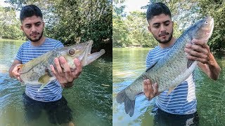 Pesca De Robalos Y Peces Enormes De Río Con Arpón [upl. by Aleen965]