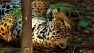 jaguar tastes the hallucinogenic effects of yage [upl. by Merras]