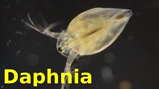 Daphnia [upl. by Olaznog]