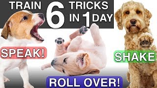 How to Train your Puppy 6 Tricks in 1 Day [upl. by Wenonah110]