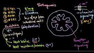 Escherichia coli pathogenesis [upl. by Aztilem154]