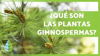 PLANTAS GIMNOSPERMAS 🌲 ¡Características Ejemplos Reproducción y más [upl. by Haem]