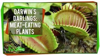 Darwins Darlings MeatEating Plants [upl. by Ihcehcu]