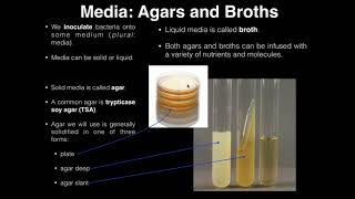 Lab Exercise 1 Introduction to Microbiology [upl. by Lytsirhc]