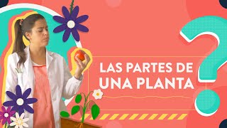 Las partes de una planta [upl. by Arayk]