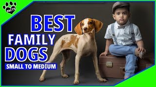 Top 10 Best Family Dogs Small to Medium  Dogs 101 [upl. by Gerbold]