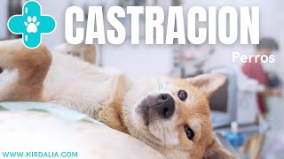 CASTRACIÓN QUIRÚRGICA EN PERROS [upl. by Procto]