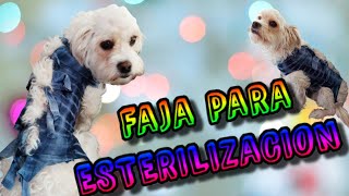 💖haz una FAJA para PERROS o GATOS tutorial 2021🐶💖ESTERILIZACION Cuidados Y BENEFICIOS DIY [upl. by Ainniz]