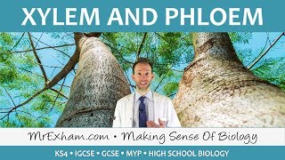 Transport in plants  Xylem and Phloem  GCSE Biology 91 [upl. by Judas]