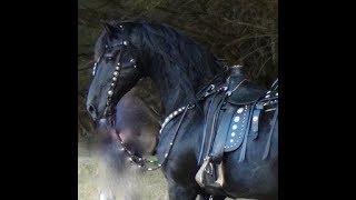 FRIESIAN HORSE  A Documentary about the Amazing Friesian Horse [upl. by Ahtan]