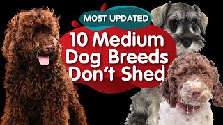 Top 10 Medium Size Dog Breeds That Dont Shed MOST UPDATED [upl. by Nahtnhoj]