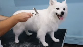 FULL GROOM German Spitz Bath And Undercoat Removal [upl. by Romona362]