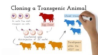 Transgenic Animals [upl. by Oimetra]