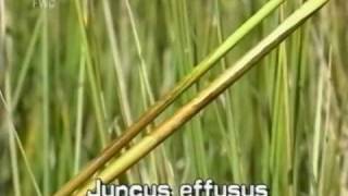 soft rush Juncus effusus [upl. by Wehrle]