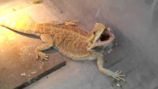 Worlds most aggressive bearded dragon [upl. by Renaxela]