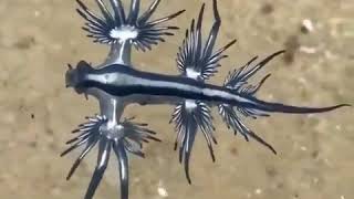 Glaucus atlanticus is a species of small blue sea slug [upl. by Nytram526]