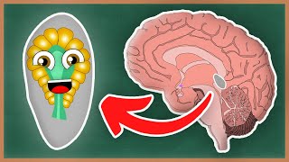 What Is The Pineal Gland and the Endocrine System  How The Human Body Works [upl. by Eellah]