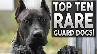 Top 10 RARE Guard Dog Breeds [upl. by Rausch]