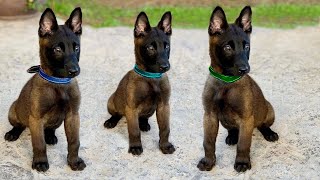 These Are 10 Best Small Watchdog Breeds [upl. by Lliw997]